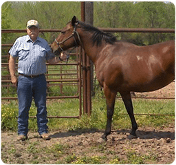 Louisburg Equine Wellness Care